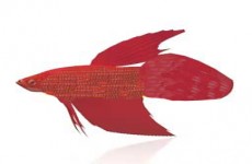 红色金鱼3D模型