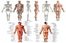 人体骨骼肌肉解剖图