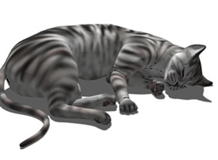 睡眠中的花猫模型 动物模型免费下载