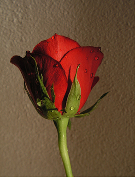 “PS合成实例：将玫瑰花制作成液态水状效果原图”