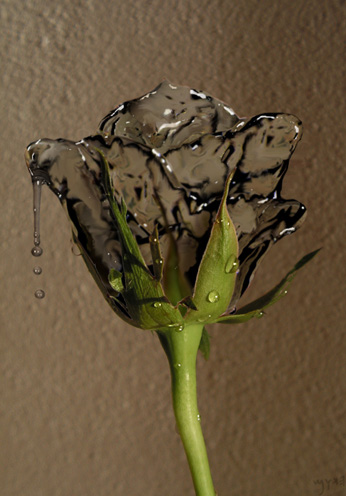 “PS合成实例：将玫瑰花制作成液态水状效果图”
